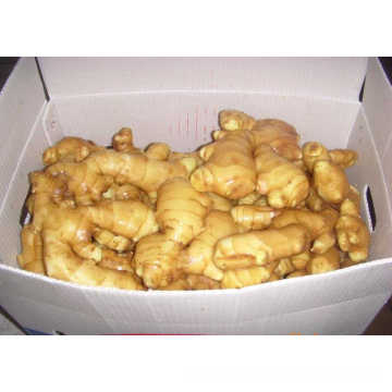 New Crop China Fresh Ginger/Air Dried Ginger of 250g Plus